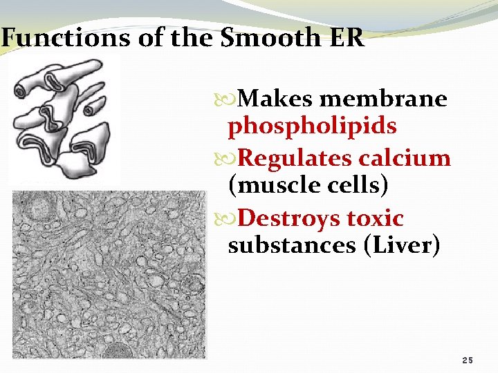 Functions of the Smooth ER Makes membrane phospholipids Regulates calcium (muscle cells) Destroys toxic