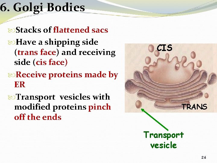6. Golgi Bodies Stacks of flattened sacs Have a shipping side (trans face) and