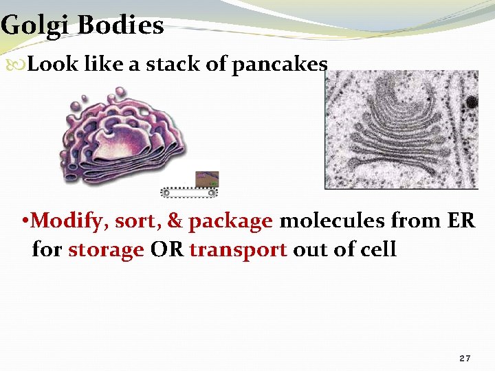 Golgi Bodies Look like a stack of pancakes • Modify, sort, & package molecules