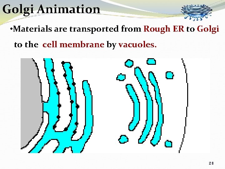 Golgi Animation • Materials are transported from Rough ER to Golgi to the cell