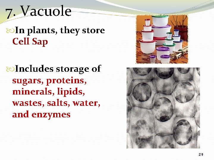 7. Vacuole In plants, they store Cell Sap Includes storage of sugars, proteins, minerals,