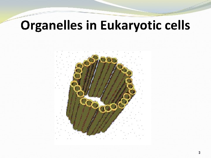 Organelles in Eukaryotic cells 3 