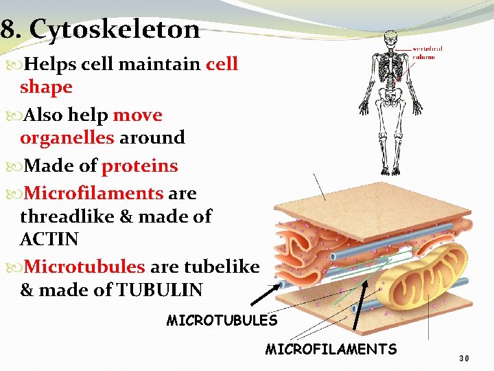 8. Cytoskeleton Helps cell maintain cell shape Also help move organelles around Made of