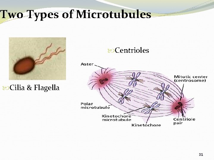 Two Types of Microtubules Centrioles Cilia & Flagella 31 
