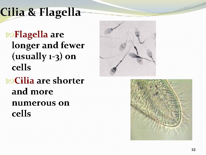 Cilia & Flagella are longer and fewer (usually 1 -3) on cells Cilia are