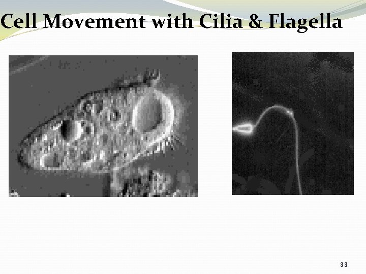 Cell Movement with Cilia & Flagella 33 
