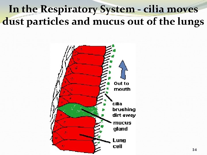 In the Respiratory System - cilia moves dust particles and mucus out of the