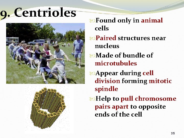 9. Centrioles Found only in animal cells Paired structures near nucleus Made of bundle