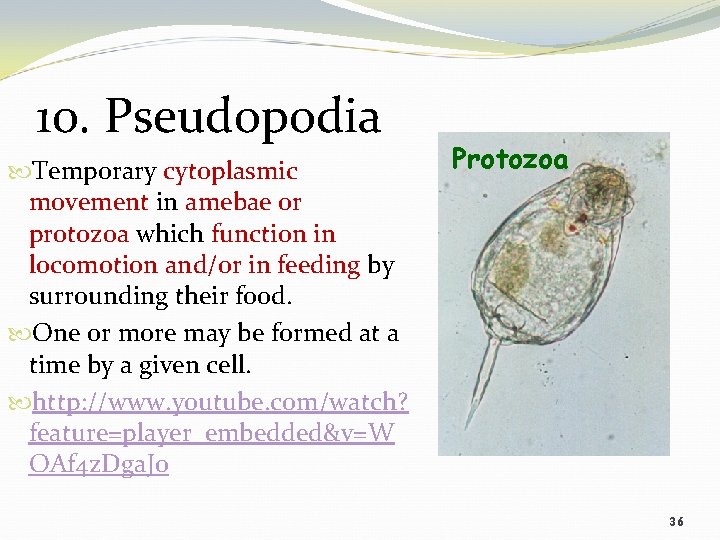 10. Pseudopodia Temporary cytoplasmic movement in amebae or protozoa which function in locomotion and/or
