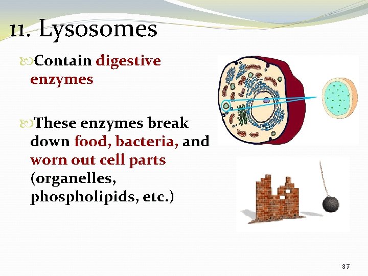 11. Lysosomes Contain digestive enzymes These enzymes break down food, bacteria, and worn out
