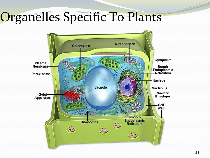 Organelles Specific To Plants 38 