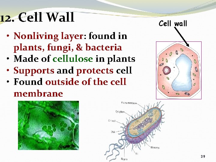 12. Cell Wall Cell wall • Nonliving layer: found in plants, fungi, & bacteria