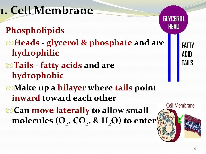 1. Cell Membrane Phospholipids Heads - glycerol & phosphate and are hydrophilic Tails -