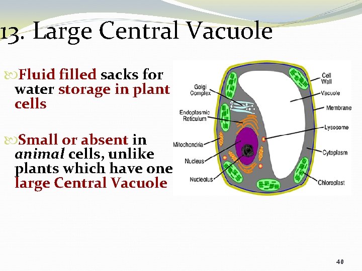 13. Large Central Vacuole Fluid filled sacks for water storage in plant cells Small