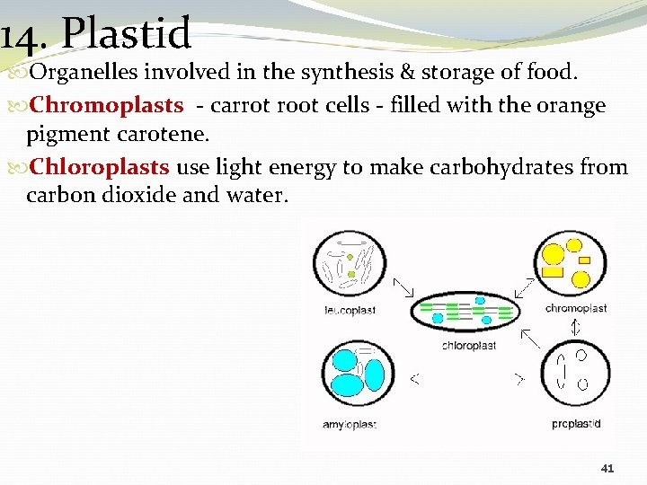 14. Plastid Organelles involved in the synthesis & storage of food. Chromoplasts - carrot