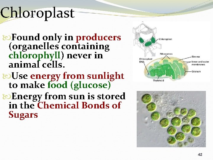Chloroplast Found only in producers (organelles containing chlorophyll) never in animal cells. Use energy