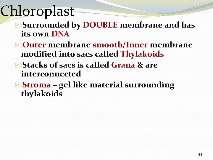 Chloroplast Surrounded by DOUBLE membrane and has its own DNA Outer membrane smooth/Inner membrane