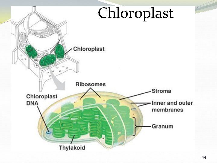 Chloroplast 44 