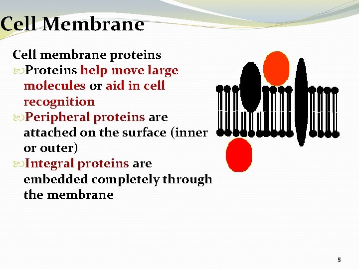 Cell Membrane Cell membrane proteins Proteins help move large molecules or aid in cell