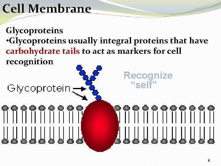 Cell Membrane Glycoproteins • Glycoproteins usually integral proteins that have carbohydrate tails to act
