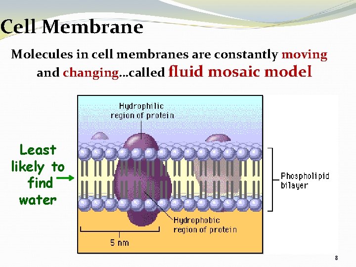 Cell Membrane Molecules in cell membranes are constantly moving and changing…called fluid mosaic model