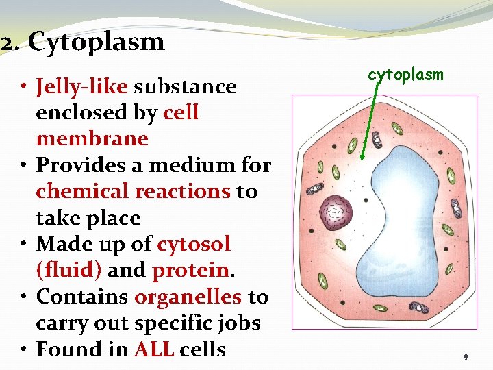 2. Cytoplasm • Jelly-like substance enclosed by cell membrane • Provides a medium for