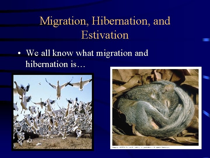 Migration, Hibernation, and Estivation • We all know what migration and hibernation is… Migration, Hibernation, and Estivation • We all know what migration and hibernation is…
