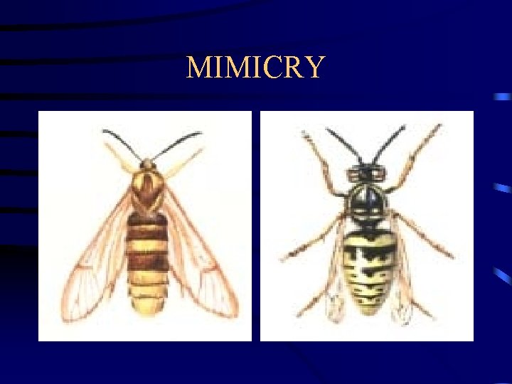 MIMICRY MIMICRY