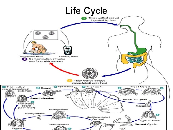 Life Cycle 