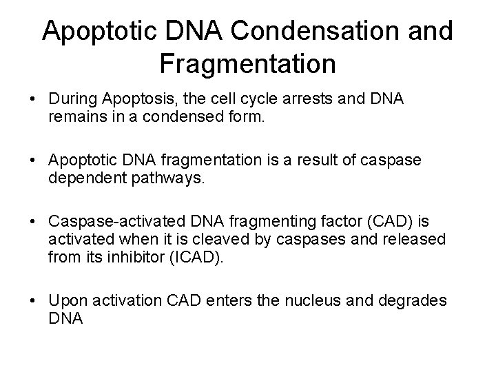Apoptotic DNA Condensation and Fragmentation • During Apoptosis, the cell cycle arrests and DNA