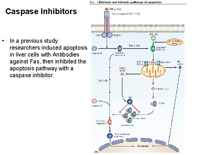 Caspase Inhibitors • In a previous study researchers induced apoptosis in liver cells with