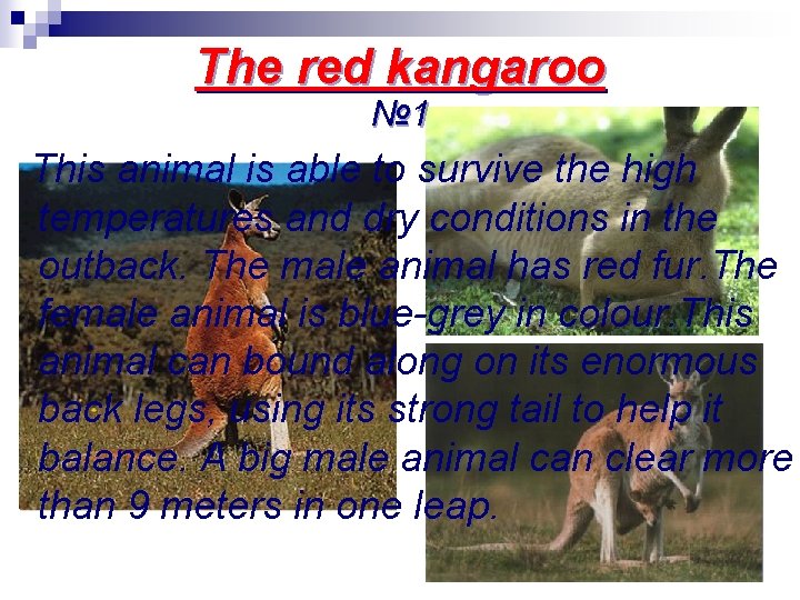 The red kangaroo № 1 This animal is able to survive the high temperatures