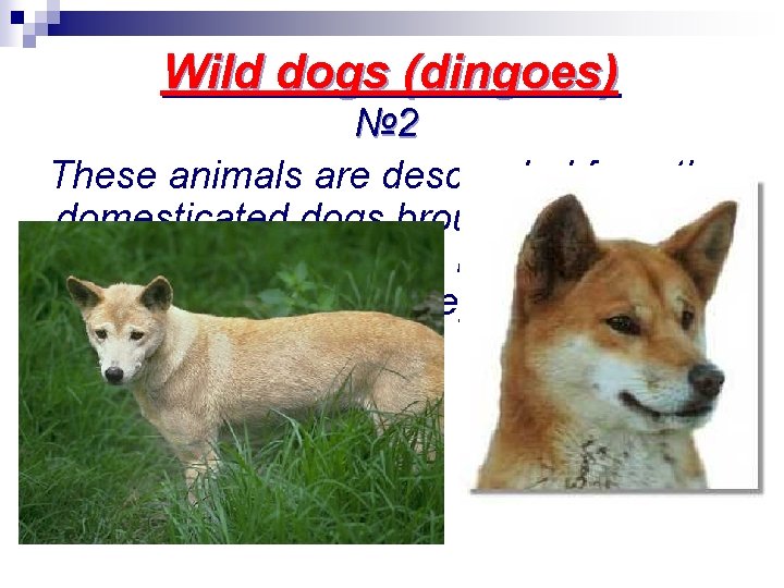 Wild dogs (dingoes) № 2 These animals are descended from the domesticated dogs brought