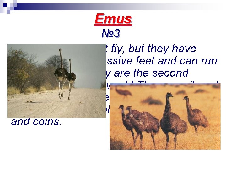 Emus № 3 These birds cannot fly, but they have strong legs and massive
