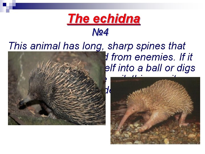 The echidna № 4 This animal has long, sharp spines that help it to