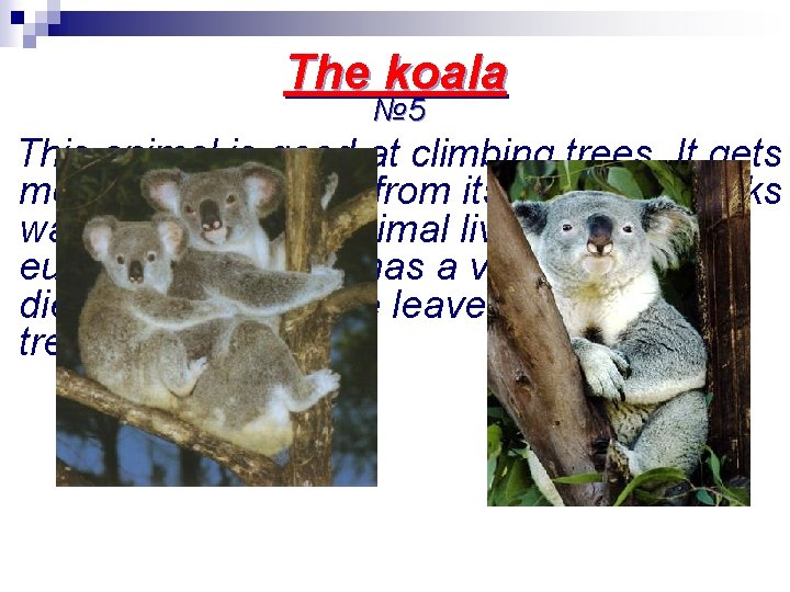 The koala № 5 This animal is good at climbing trees. It gets most