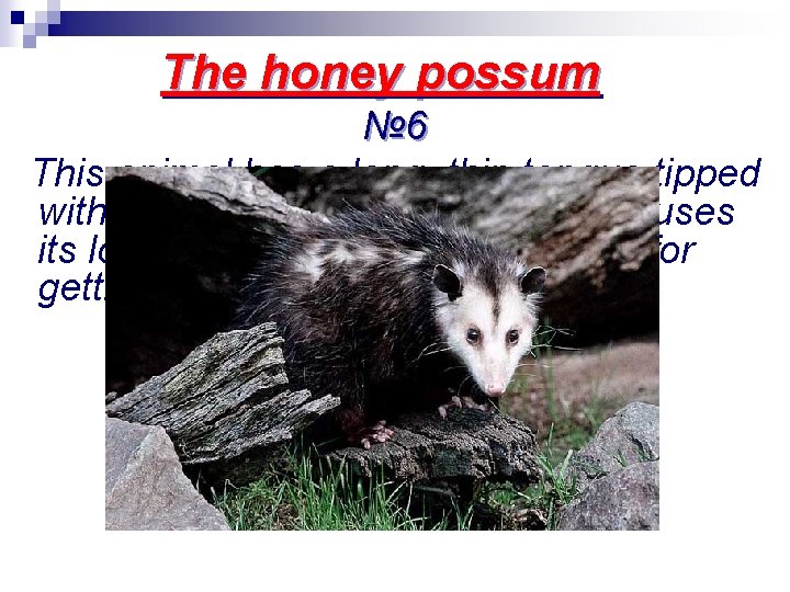 The honey possum № 6 This animal has a long, thin tongue tipped with