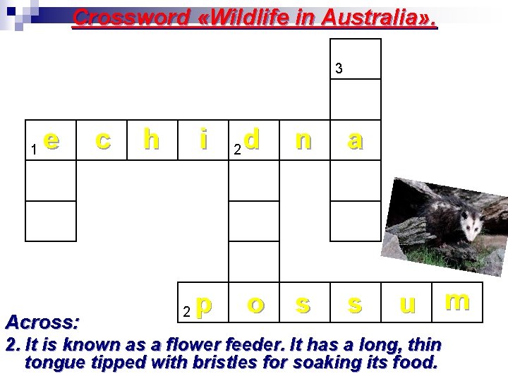 Crossword «Wildlife in Australia» . 3 1 e c h i d n 2
