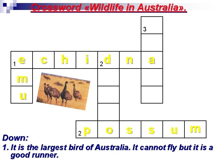 Crossword «Wildlife in Australia» . 3 1 e c h i m u Down: