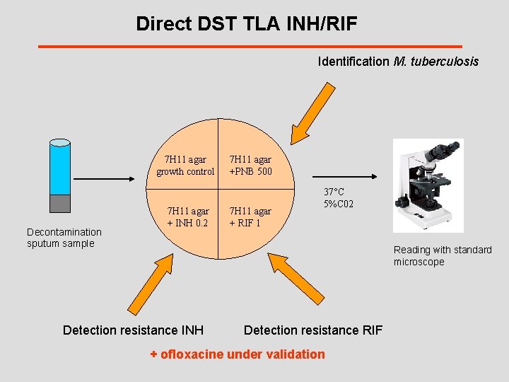 Direct DST TLA INH/RIF Identification M. tuberculosis 7 H 11 agar growth control Decontamination