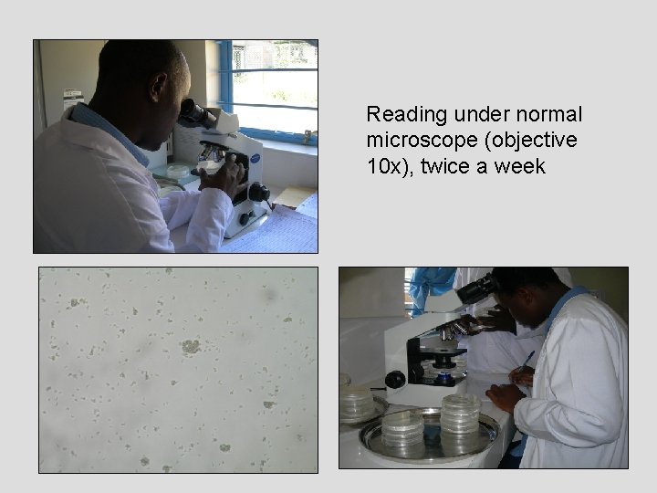 Reading under normal microscope (objective 10 x), twice a week 