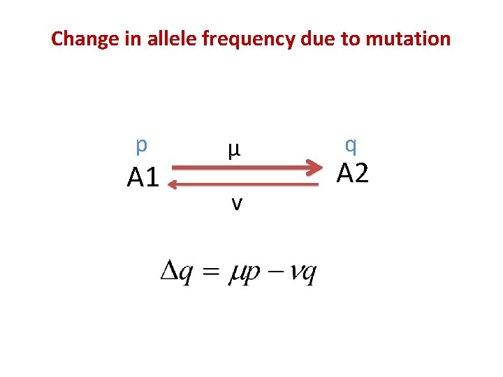 Change in allele frequency due to mutation p A 1 μ v q A