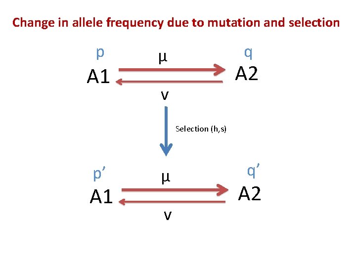 Change in allele frequency due to mutation and selection p A 1 q μ