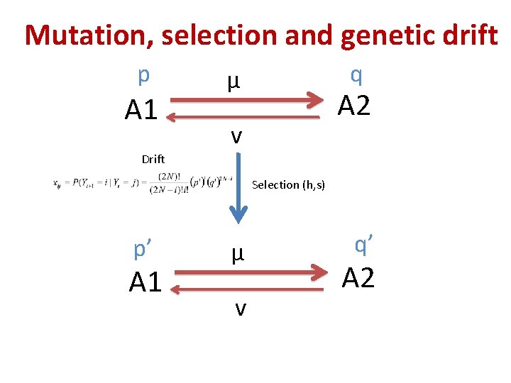 Mutation, selection and genetic drift p A 1 q μ A 2 v Drift