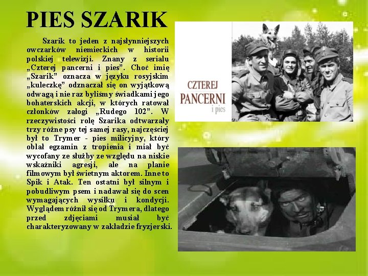 PIES SZARIK Szarik to jeden z najsłynniejszych owczarków niemieckich w historii polskiej telewizji. Znany