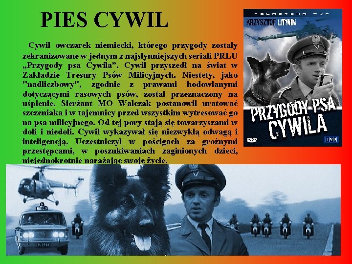 PIES CYWIL Cywil owczarek niemiecki, którego przygody zostały zekranizowane w jednym z najsłynniejszych seriali