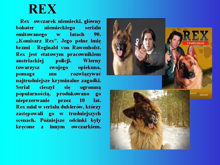 REX Rex owczarek niemiecki, główny bohater niemieckiego serialu emitowanego w latach 90. „Komisarz Rex”.