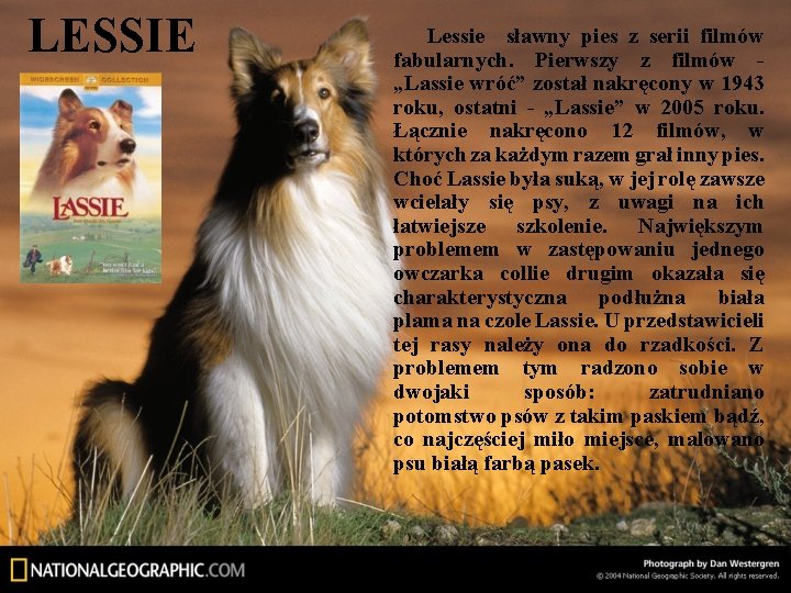 LESSIE Lessie sławny pies z serii filmów fabularnych. Pierwszy z filmów - „Lassie wróć”