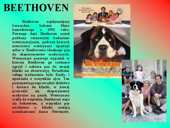 BEETHOVEN Beethoven najsłynniejszy bernardyn, bohater filmu komediowego z 1992 roku. Pewnego dani Beethoven został