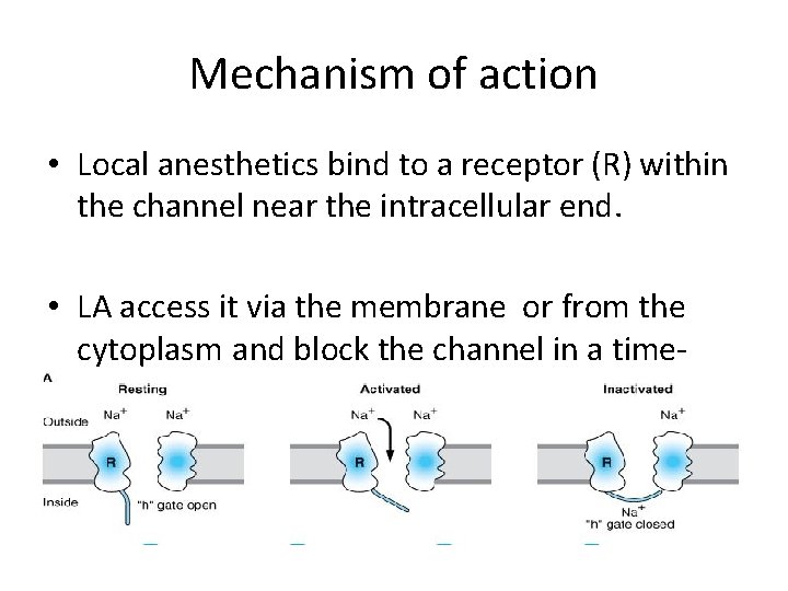 Mechanism of action • Local anesthetics bind to a receptor (R) within the channel